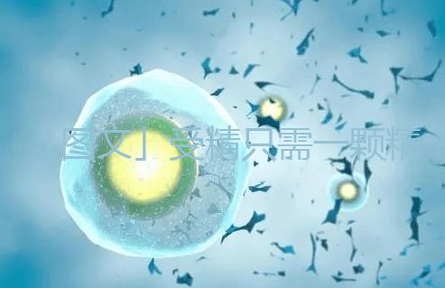 「圖文」受精只需一顆精子,那另外上億的精子都去哪里了呢?