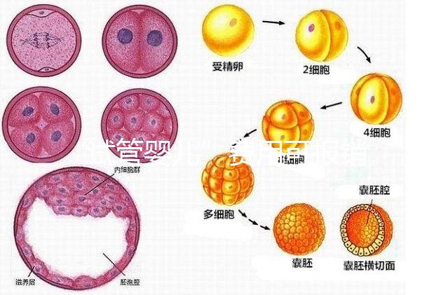 “試管嬰兒”費用可報銷！11月1日起，患者可在柳人醫(yī)享受新政迎“好孕”
