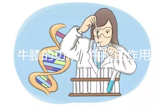 牛膝的功效(牛膝的作用與用途)