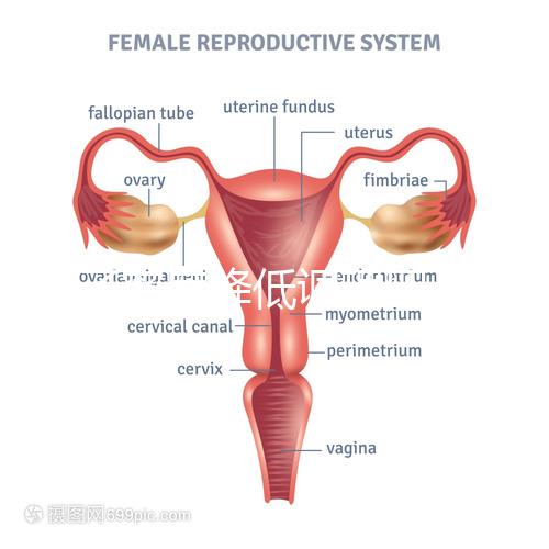 精子密度降低調理四步走,男性生育制勝法寶趕緊看看