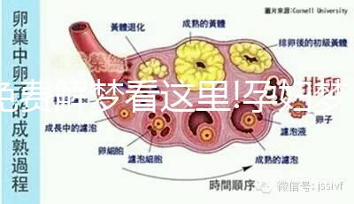 免費解夢看這里!孕婦夢見大棗不止預示生兒子