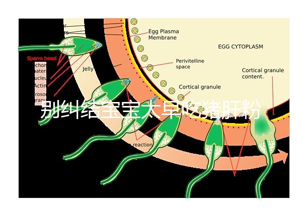 別糾結寶寶太早吃豬肝粉好不好了，先看可不可以吃最重要