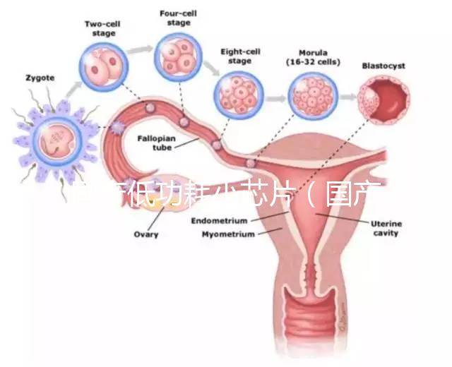 國產(chǎn)低功耗小芯片（國產(chǎn)低功耗小芯片有哪些）