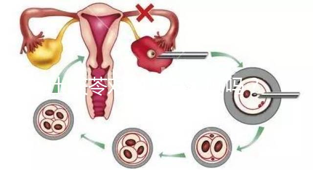 土茯苓對卵泡有影響嗎？可以調(diào)經(jīng)分析嗎？看完就清楚了
