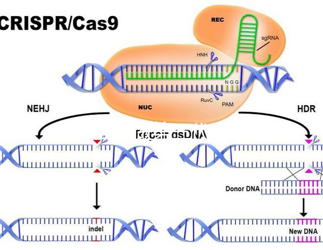 為什么要做第三代試管嬰兒？