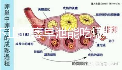 不止陽(yáng)痿早泄能吃!麒麟丸3大功效適用于4類人群