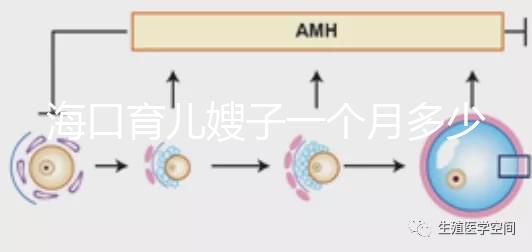 海口育兒嫂子一個月多少錢，哪個好答案總結，新手父母必須看