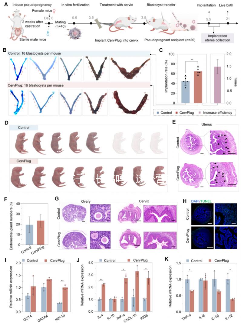 孩子想長高嗎？這個(gè)營養(yǎng)均衡的飲食秘籍，快來給你加娃安排吧！