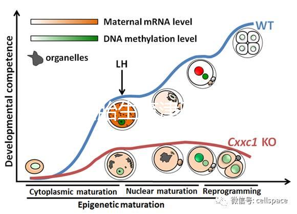天津四胎生育津貼多少錢(qián)一個(gè)月,能不能走生育保險(xiǎn)揭秘,快速展示