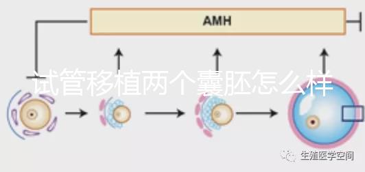 試管移植兩個囊胚怎么樣？成功率高嗎？