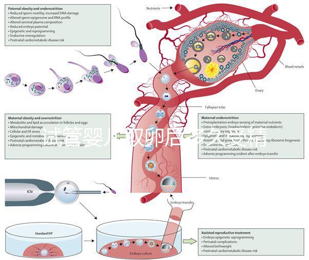 試管嬰兒取卵后多久受精(取卵第二天被告知精卵不結(jié)合)