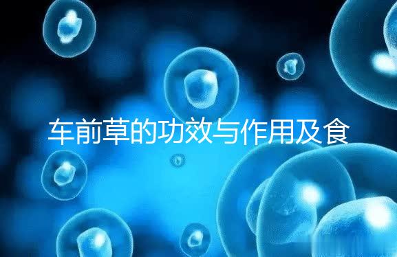 車前草的功效與作用及食用方法（男性長(zhǎng)期喝車前草好處）