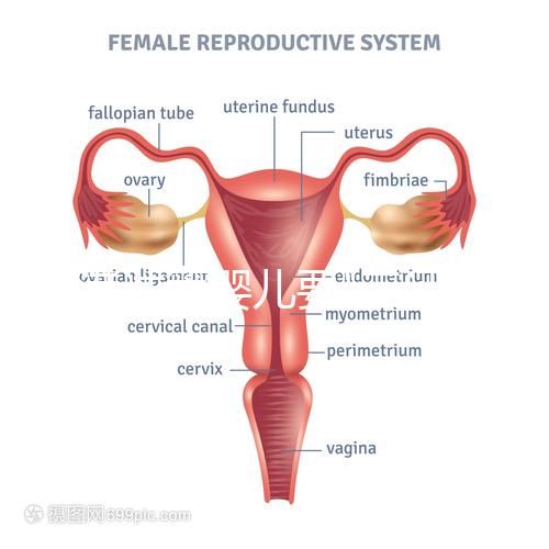 香港試管嬰兒要"三證"？4大條件一覽