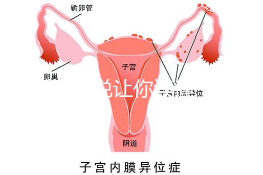 1分鐘解說讓你讀懂，排卵試紙白板一根線等各個反應
